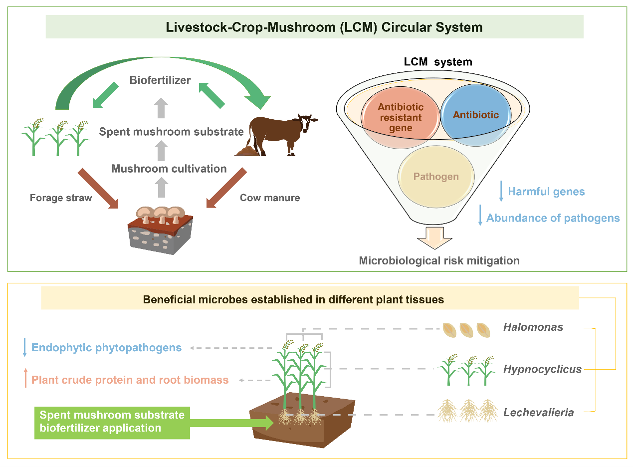 Scientists Elucidates Key Mechanisms of a Cross-Domain Circular System in Plant Growth and Microbiological Risk Regulation