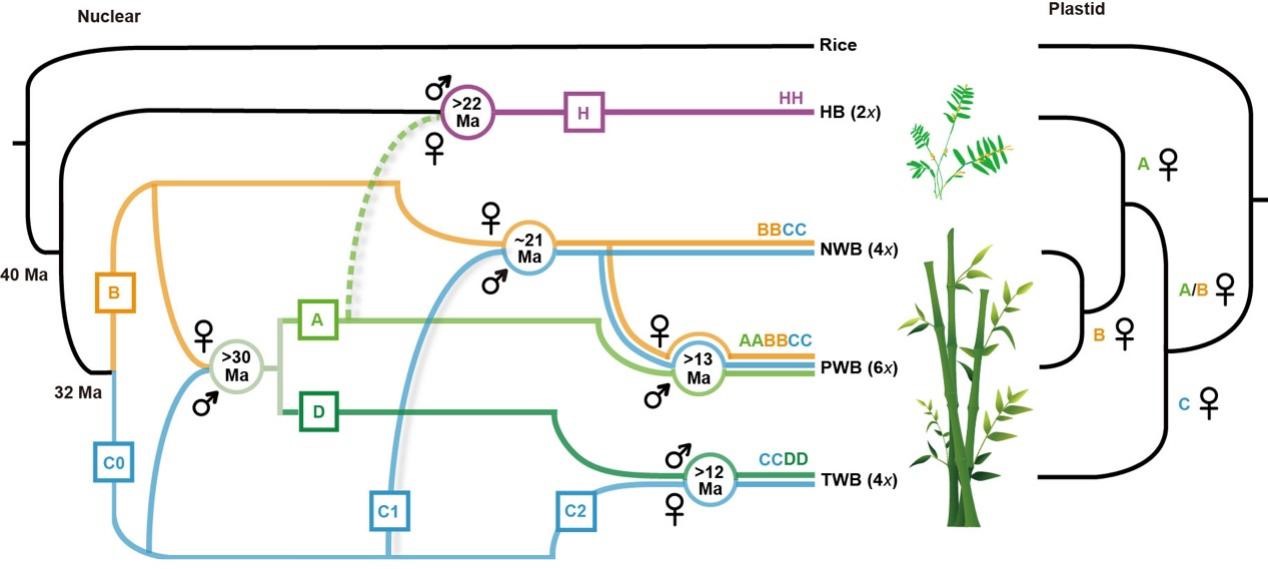 Multi-omics Analyses Reveal Genomic Basis of Life History Transition and Species Diversification of Bamboos