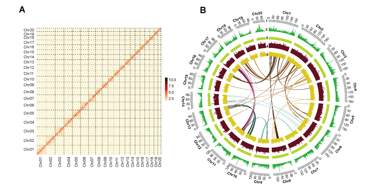 Multifaceted Regulation of Crassulacean Acid Metabolism in Epiphytic Orchid