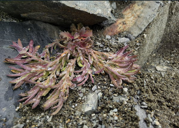 Seed collecting on Mount Everest