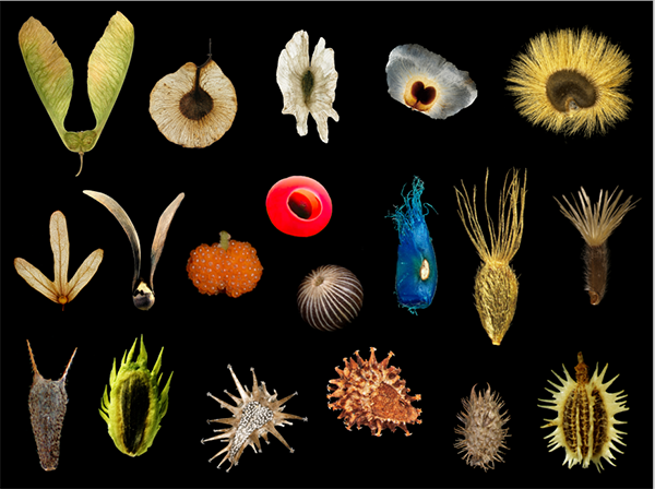 Scientists Propose Framework for Understanding Establishment of Plants after Long-distance Dispersal