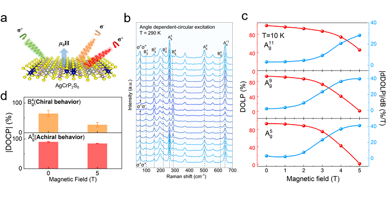 2D Material Shows Strong Magnetic Control of Phonon Behavior